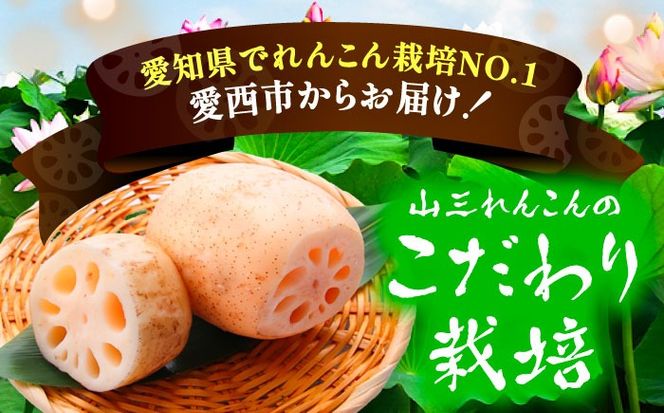 土付き鍬掘り レンコン 2kg れんこん 蓮根 産地直送 野菜 愛西市 / 株式会社山三レンコン [AEBK001]