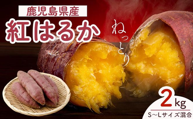 y蒬zys\zAIg@g͂邩@2kg 464686_YF001