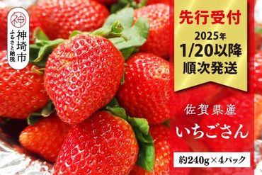 【先行受付 R7年1月20日より発送】期間限定 佐賀県産いちごさん 約240g×4パック【苺 イチゴ ブランドいちご 朝採れ デザート スイーツ フルーツ 誕生日ケーキ バレンタイン】(H040149)