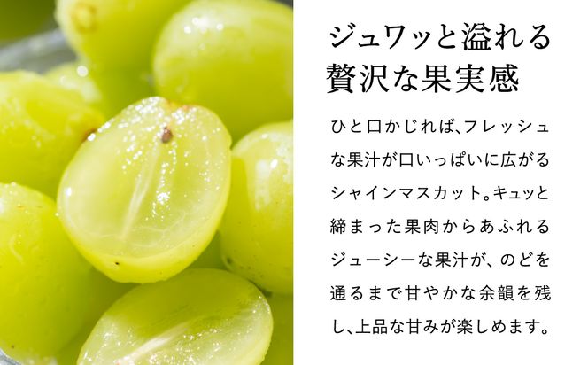【2026年先行予約】豊岡ぶどう シャインマスカット 約2kg / 豊岡ブドウ 産地直送 糖度が高い 濃厚 甘味 上品な香り 歯切れの良い 皮ごと 食べられる 減農薬 シャイン マスカット ぶどう ブドウ 葡萄 果物 くだもの フルーツ ふくい農園