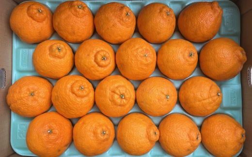 和歌山県産不知火約5kg（18玉～24玉おまかせ） ※2027年2月下旬～2027年3月下旬頃に順次発送予定（日付指定不可）【tec956】