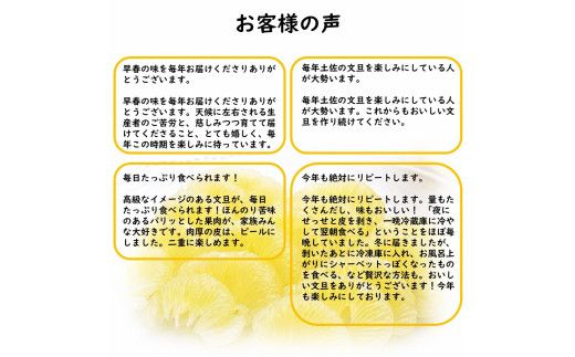 【先行予約】生産者直送 土佐文旦 約4.5kg [サイズおまかせ 2L～4L] 家庭用＜2027年1月下旬より発送＞  家庭用 文旦 柑橘 みかん フルーツ 果物 産地直送 お取り寄せ【土佐文旦産直協同組合】