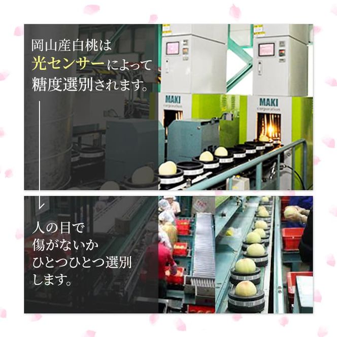 桃 2026年 先行予約 岡山 白桃 ロイヤル 3玉入り 合計約900g もも モモ 岡山県産 国産 フルーツ 果物 ギフト 橋田商店