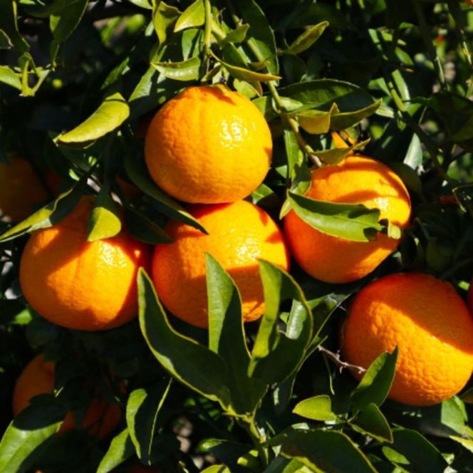ZD6117n_【濃厚】有田の 不知火 約5kg（12玉～20玉おまかせ）【でこぽん デコポン しらぬい 不知火 柑橘】