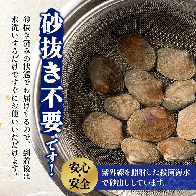 翌日配送 航空便 北海道 厚岸産 あさり 500g×2パック (合計1kg) 大中混合 アサリ 魚貝 海 美味しい 栄養 旨み 砂出し 水洗い 冷蔵 冷凍保存可能 便利