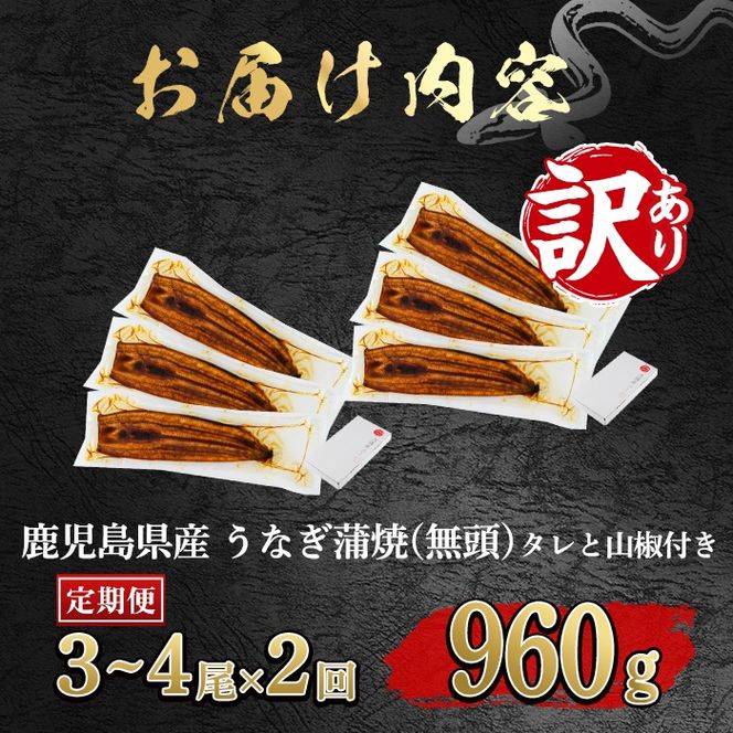 【0304301b】＜定期便・全2回＞【緊急支援品】＜訳あり＞鰻の蒲焼き(無頭)(3～4尾×2回・計約960g・タレ、山椒付) うなぎ ウナギ 鰻 国産 蒲焼 蒲焼き たれ 鹿児島 ふるさと 人気 支援 【アクアおおすみ】