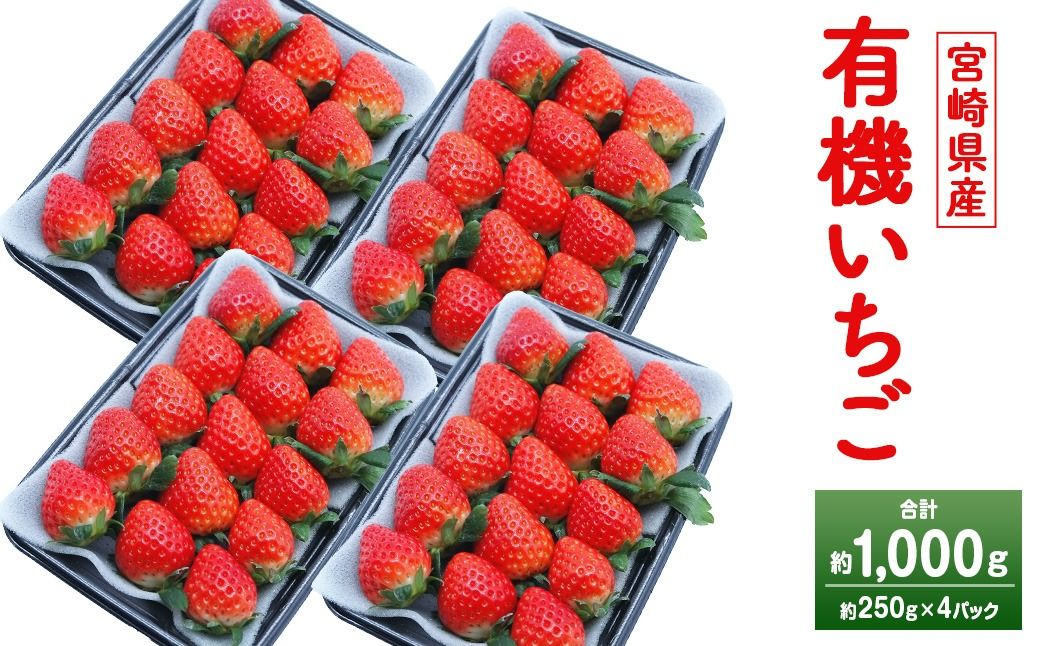 [宮崎県産 有機いちご 約1kg(約250g×4パック)]2026年1月下旬〜3月上旬迄に順次出荷 フルーツ 果物 くだもの いちご イチゴ 苺 冷蔵 有機栽培 さがほのか あまおとめ