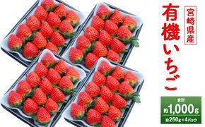 ＜宮崎県産 有機いちご 約1kg（約250g×4パック）＞2026年1月下旬～3月上旬迄に順次出荷 フルーツ 果物 くだもの いちご イチゴ 苺 冷蔵 有機栽培 さがほのか あまおとめ