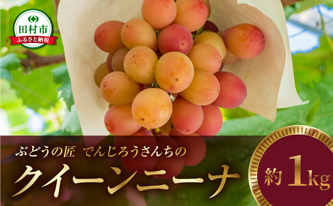 ＼ 先行予約 2026年発送 ／ クイーンニーナ 約1kg 冷蔵 種無し 種なし シャインマスカット ブドウ ぶどう 品種 果物 甘い 巨峰 美味しい 希少 人気 福島県 田村市  鈴木農園 でんじろうさん