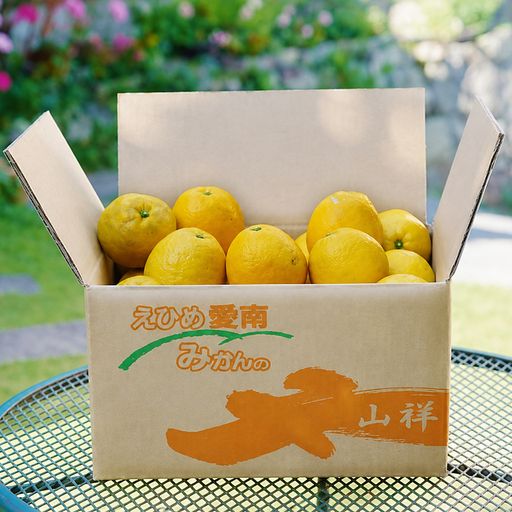 【先行予約】【数量限定】 河内晩柑 樹齢 30年以上 ちびっこ 8kg （ 2S ・ Sサイズ ）