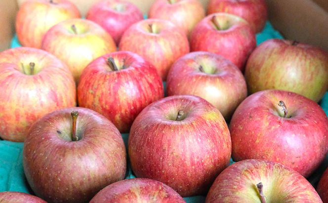 りんご 【3月クール便発送】 平均糖度13度以上 訳あり品 家庭用 サンふじ 約 5kg 【 青森りんご 】 フルーツ 果物 リンゴ 青森県 デザート ジューシー