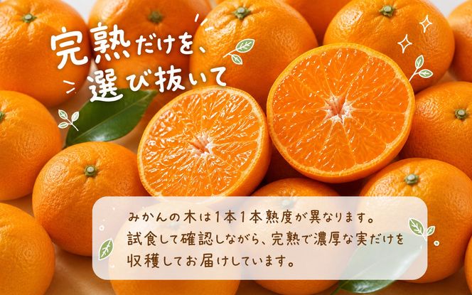 【有田の小粒みかん5kg　(S～3Sサイズ混合) ※2026年11月下旬～2027年1月下旬頃に順次発送予定  / みかん ミカン 蜜柑 温州みかん 柑橘 フルーツ 果物 くだもの 和歌山【uot845A】 