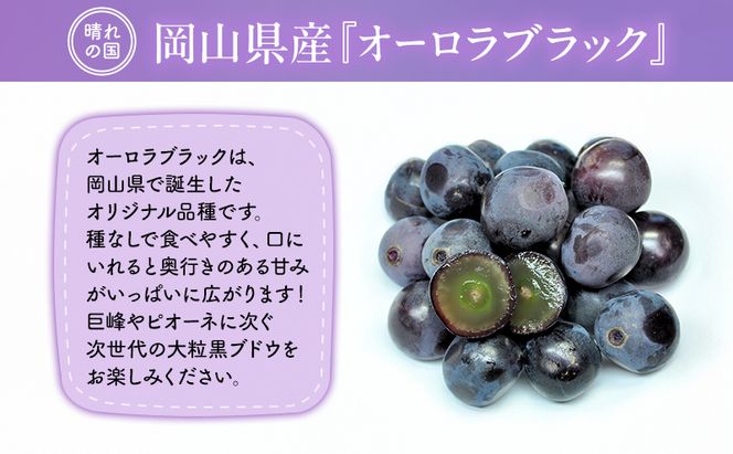 【2026年先行予約】 ぶどう 岡山県産 オーロラブラック （ 種無し ）約2kg（3～5房） 《2026年9月上旬-中旬頃出荷》 葡萄 ブドウ フルーツ 果物 スイーツ 数量限定 期間限定 岡山 里庄町 果物類 