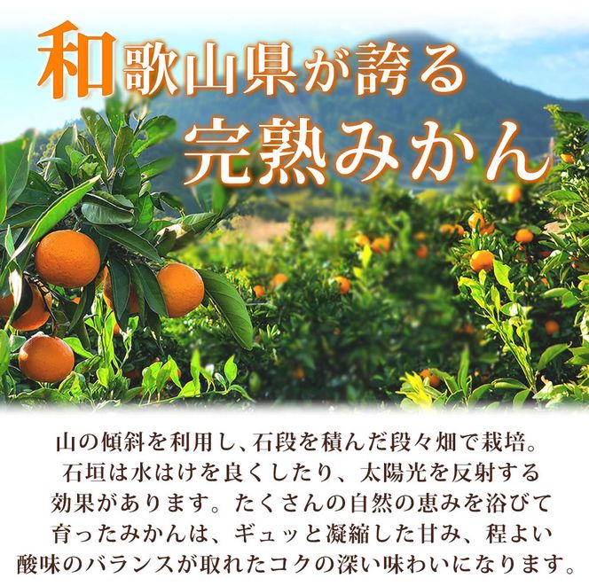G7042_【2026年11月下旬より発送】紀州 有田産 濃厚甘熟 温州みかん 3kg 赤秀品【ミカン 蜜柑 柑橘 温州みかん 有田みかん 和歌山】