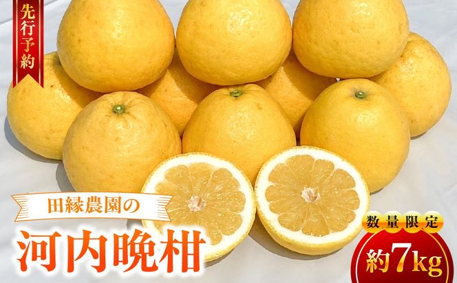 【先行予約】【数量限定】田縁農園の河内晩柑約7kg ※離島への配送不可 （2027年4月10日より順次発送）IKTA020