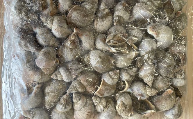 北海道産 ボイル 冷凍 磯つぶ 1kg×1パック つぶ 煮つぶ ツブ 貝