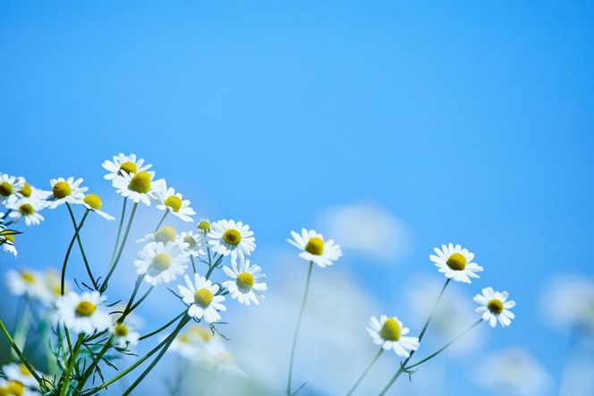 華密恋 ボディミルク 150mL [カミツレ研究所 長野県 池田町 48110799] カミツレン カミツレ いい香り