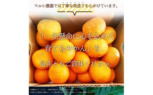 BF6049n_【2027年先行受付】完熟 せとか 青秀品 9～15玉 化粧箱