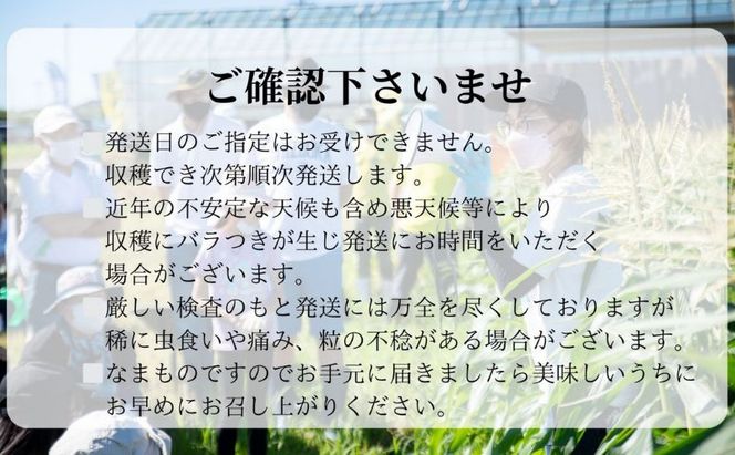 【先行予約】リピーター続出！とうもろこし【ドルチェ甘美】