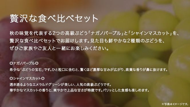 【 桐箱入り 】 ナガノパープル と シャインマスカット (各１房)【2026年8月上旬発送開始】(茨城県共通返礼品：大子町) ぶどう 葡萄 マスカット フルーツ 果物 贈答用 ギフト 贈り物