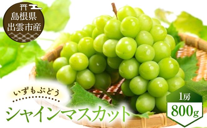 【2026年8月中旬以降発送】いずもぶどう シャインマスカット(800ｇ見当) 美味しい フルーツ 甘い 果物 出雲市産 322032_CG010