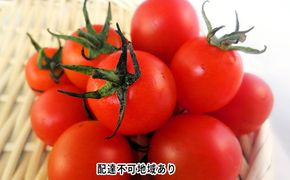  2026年 先行予約 ミニトマト バラ 約2kg 岡山 高梁市産 とまと 有機 野菜 