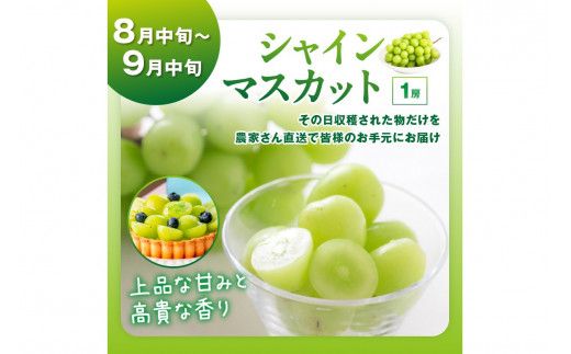 【先行予約／フルーツ定期便4回】旬の果物厳選！京丹後フルーツ王国セット（完熟イチゴ・メロン・シャインマスカット・二十世紀梨）（2027年2月中旬～発送）