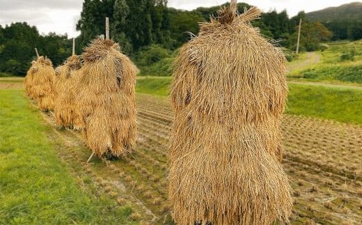 【令和6年産】平泉町産 ひとめぼれ 10kg / こめ コメ 米 お米 おこめ 精米 白米 ご飯 ごはん ライス ひとめぼれ 平泉COMeeeeN 【com400-hito-10-1B】