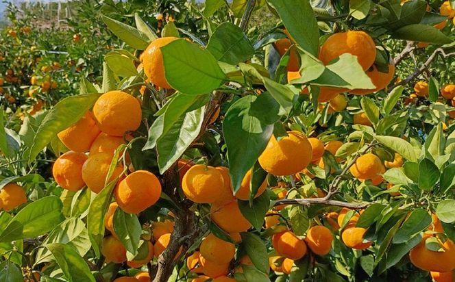 ［先行予約］ご家庭用 極早生 有田みかん 約2kg 2S～Lサイズ混合  	FB01