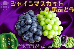 田園紳士厳選 シャインマスカット・黒葡萄セット 黒葡萄 セット 詰め合わせ ふるさと納税 シャインマスカット ふるさと納税 フルーツ セット 新鮮 国産 果実 くだもの 送料無料　DE00143