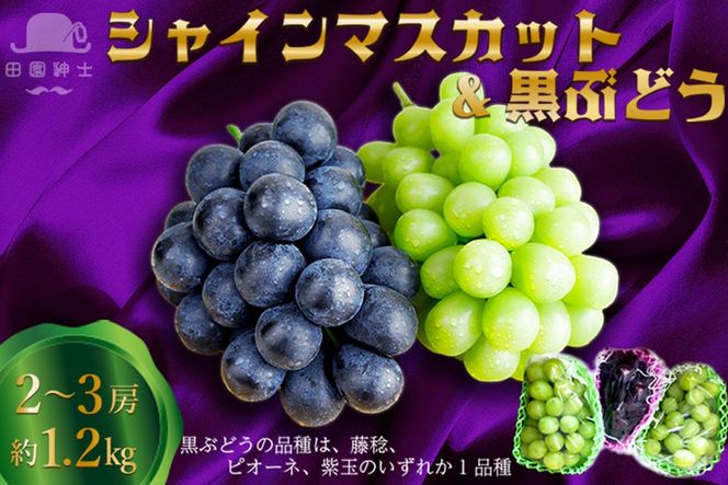 田園紳士厳選 シャインマスカット・黒葡萄セット 黒葡萄 セット 詰め合わせ ふるさと納税 シャインマスカット ふるさと納税 フルーツ セット 新鮮 国産 果実 くだもの 送料無料　DE00143