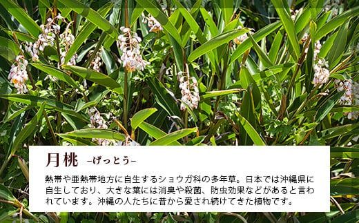 自然栽培の「月桃の葉20枚」セット（特別栽培、栽培期間中農薬不使用）【 沖縄県 石垣島産 月桃 葉 鑑賞 化学肥料不使用 】OI-15