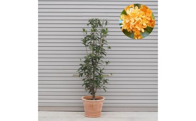 鉢植え 金木犀 キンモクセイ オリーブ柄 テラコッタ鉢 40cm 配送不可 北海道 沖縄 離島 植物 ガーデニング 観葉植物 花 苗木 インテリア いい香り 秋の樹木 大きいサイズ 