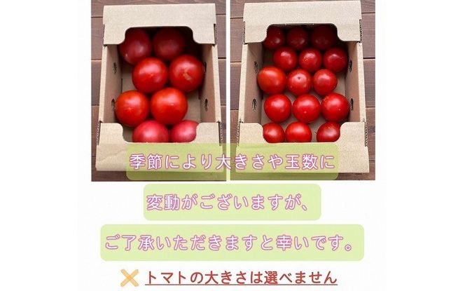 【2027年発送】【人気No.1セット】ファンにならずにいられない ファーストトマト＆トマトベリー 計約1.4kｇ（3月～5月で発送）　H004-240