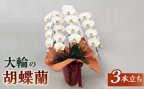 胡蝶蘭 大輪 白 ( 3本立 ) ( お祝い / 開店祝い / 就任祝い ) 糸島 / はざま園芸 [AND001] 胡蝶蘭 お祝い ギフト 贈答 洋蘭 開店祝い 新店 祝い 白 3本