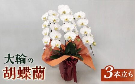 yszӒ   ( 3{ ) ( j / JXj / ACj )  / ͂܉| [AND001] Ӓ j Mtg  m JXj VX j  3{