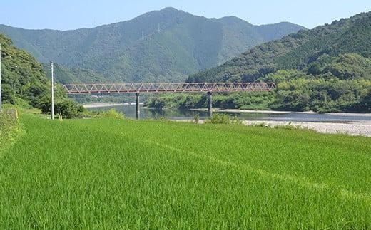 令和7年産 6回 定期便 四万十産 四万十米 コシヒカリ 10kg （5kg×2袋）×6回（計60kg）こしひかり 60kg 令和7年 2025年 精米 白米 米 おこめ こめ コメ ご飯 ごはん ふっくら 四国 高知 四万十 しまんと R7-947