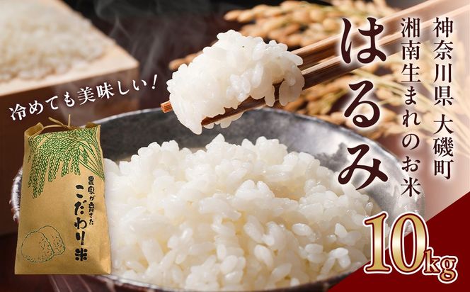 159-2023-10　 【R8年新米10kg】湘南生まれのお米「はるみ」〈出荷時期:2026年9月12日出荷開始～2026年12月26日出荷終了〉【 神奈川県 大磯町 米 お米 白米 白飯 コシヒカリ キヌヒカリ 交配種 甘み 期間限定 】