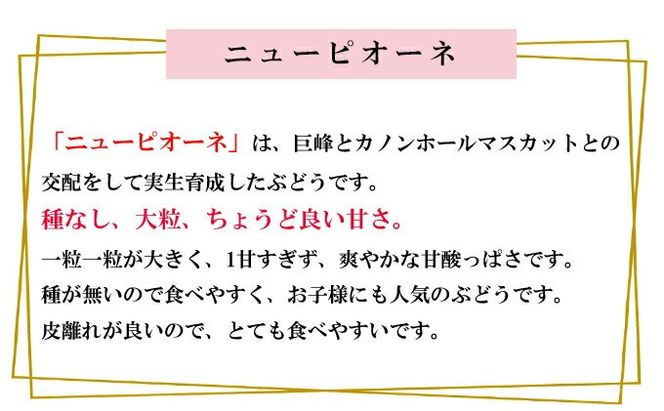 ぶどう 2026年 先行予約 ニュー ピオーネ 約500g×2房 種無し ブドウ 葡萄  岡山県産 国産 フルーツ 果物 ギフト デザート 果実 美しい 大粒 高糖度 皮ごと 食べ応え 芳醇 甘い 果汁 食べやすい 大人気