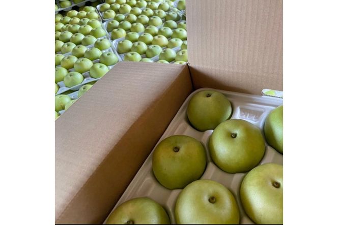 【先行予約／数量限定100】訳あり 廿世紀梨 5kg（2026年9月上旬～発送）　FK00021