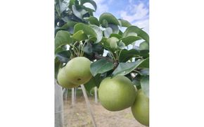 【2026年8月下旬より発送】三ツ田農園 二十世紀梨 (青秀)自家用3kg 313726_CY010