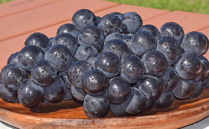 【2026年9月発送】巨峰約1kg ぶどう 長野県産