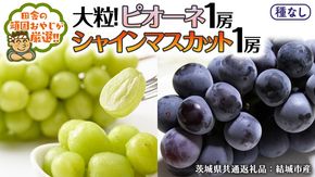 シャインマスカット と ピオーネ （各種1房ずつ） 【2026年8月より発送開始】（茨城県共通返礼品 [ぶどう]：結城市産） シャインマスカット マスカット ぶどう ブドウ 葡萄 ピオーネ 種なし 大粒 高糖度 ギフト 甘い 美味しい [BI312-NT]