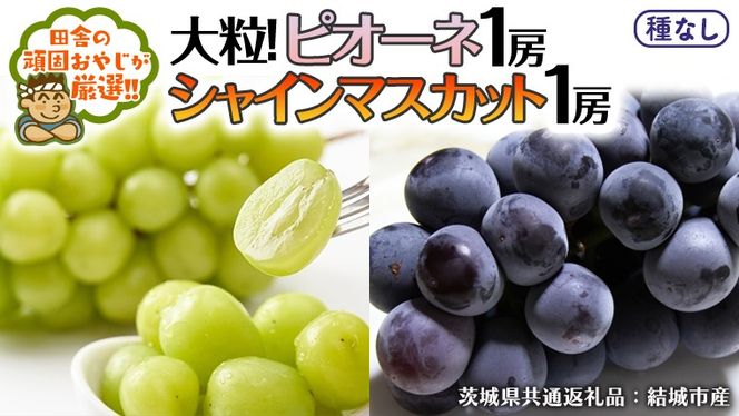 シャインマスカット と ピオーネ （各種1房ずつ） 【2026年8月より発送開始】（茨城県共通返礼品 [ぶどう]：結城市産） シャインマスカット マスカット ぶどう ブドウ 葡萄 ピオーネ 種なし 大粒 高糖度 ギフト 甘い 美味しい [BI312-NT]