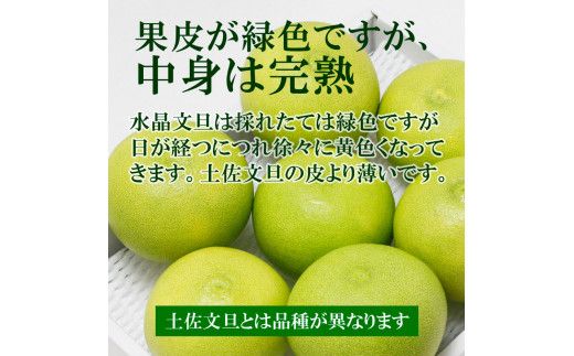 【先行予約】高知県産水晶文旦 特選ご贈答用 中玉6個入り〈2026年10月上旬～11月上旬頃発送〉ぶんたん ブンタン 水晶文旦 果物 柑橘 【白木果樹園】 [BQAI019]