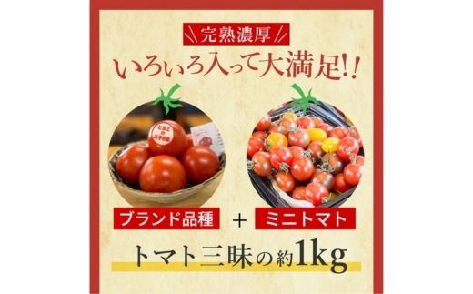 完熟トマト食べ比べセット約1kg 3種類のトマト 美味しさ選別 ｜とまと トマト 減農薬 野菜 やさい 人気 新鮮 産地直送 直売 甘い 高糖度 完熟 リコピン ビタミン ダイエット 美容 美肌 愛知県 美浜町 ※2026年1月上旬～5月下旬頃に順次発送
