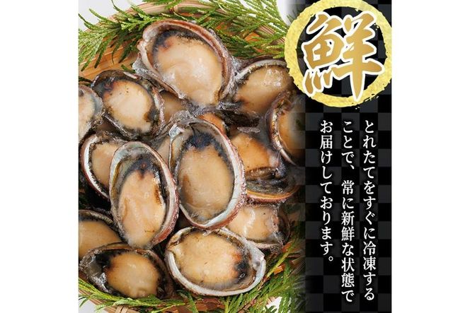 冷凍 トコブシ (500g) 貝 魚介類 海鮮 おつまみ 惣菜 【KF01】【カズフジ】