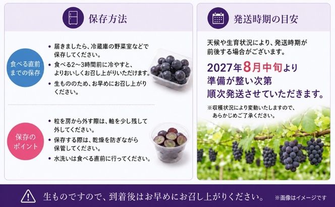 【2027年 先行予約】 山梨県産　種なしピオーネ 選べる容量 500g以上 約1kg 約2kg 1房 2～3房 3～5房  ピオーネ 種無し ブドウ ぶどう 葡萄  フルーツ 果物 贈答 プレゼント FB002_057_058