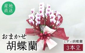 おまかせ 胡蝶蘭 ( ミディ 胡蝶蘭 3本立 ) 糸島市 / はざま園芸 [AND005] 花 生花 お祝い