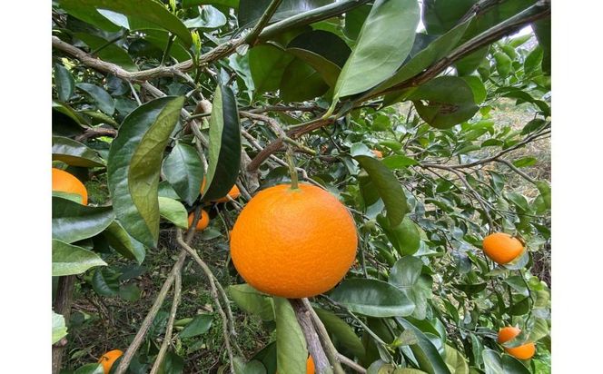 【ムッキー同梱】 ちょっと 傷あり 木成完熟 紅はっさく 2L ～ M ( 4玉 ～ 6玉 ) 手さげ箱 【2025年4月上旬～発送】 BS787